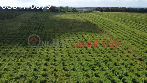 63HA FARM FOR SALE, TUY DUC Dak NONG, 45 BILLION _0