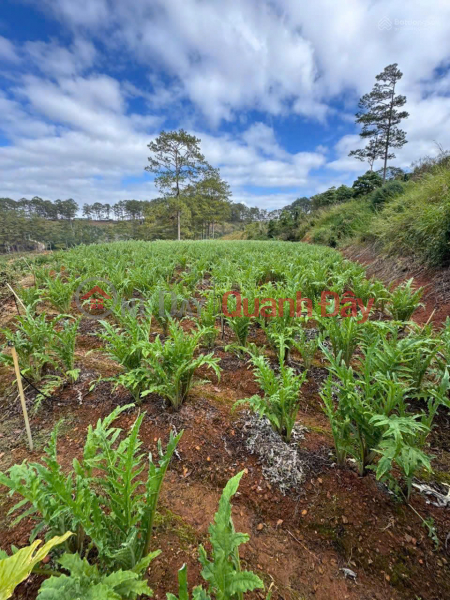 đ 32 tỷ | Bán đất tại xã Đạ Sar, Lạc Dương, Lâm Đồng, 400 triệu/1000m2 đẹp, nhiều tiện ích