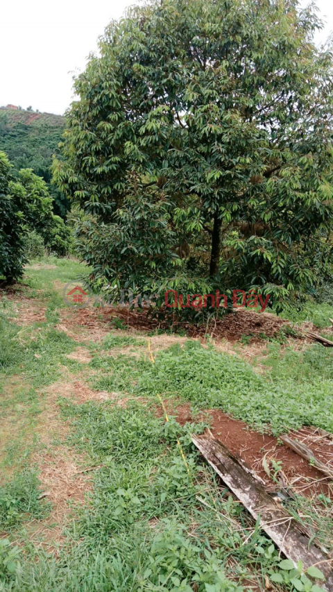 ĐẤT ĐẸP – GIÁ ĐẦU TƯ - CẦN BÁN LÔ ĐẤT RẪY SẦU TẠI Tại thôn Quảng Bình, xã Kiến Đức, Đăk Nông _0