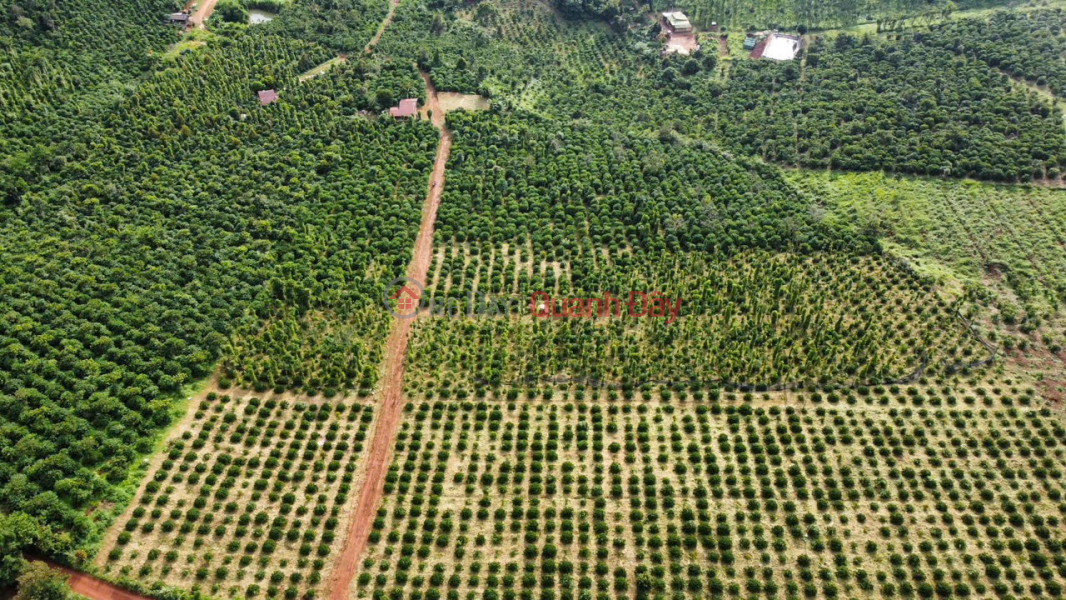 ĐẤT ĐẸP- GIÁ TỐT - CHÍNH CHỦ BÁN NHAH ĐẤT VƯỜN CAFE Tại Thôn 6, Xuân Trường. | Việt Nam, Bán đ 5,8 tỷ