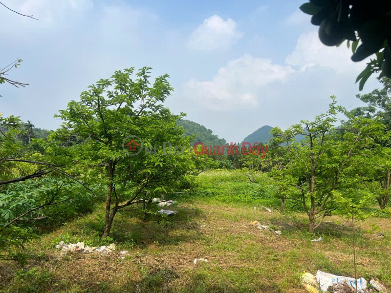 BEAUTIFUL LAND - GOOD PRICE - Need to Sell Quickly Land Lot in Prime Location in Thuy Xuan Tien, Chuong My District Vietnam | Sales, đ 5 Billion