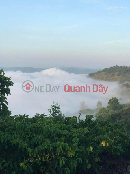 Good feng shui land, cloud hunting view, available agricultural products: coffee, 9T durian, near Lien Khuong international airport | Vietnam Sales đ 1.45 Billion
