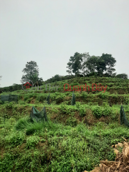 Land for sale in Loc Thanh - Bao Lam - Lam Dong - 0984 96 70 76 | Vietnam | Sales đ 5.6 Billion