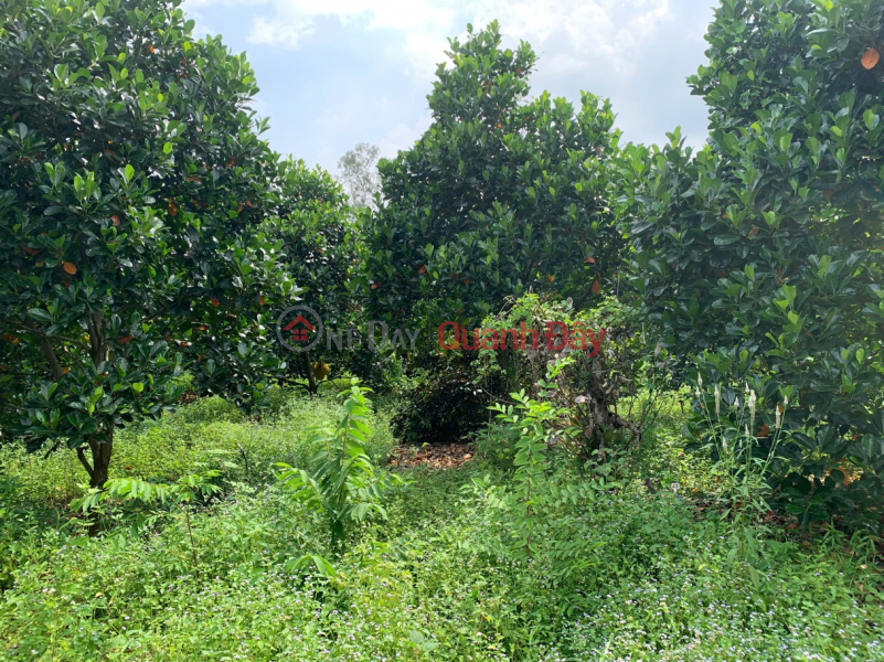 Owner selling 5,380m2 of land in Nghia Thanh, next to Sonadezi Suoi Nghe, price 8 billion VND, only 1.49 million VND\\/m2. Sales Listings