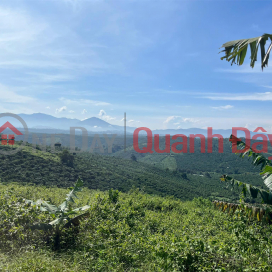 OWNER Needs To Quickly Sell A LOT OF LAND IN TAN CHAU COMMUNE, DI LINH, Lam Dong - EXTREMELY CHEAP PRICE _0