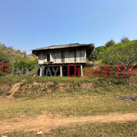 Plum hill land for sale in Moc Chau, area 3 hectares near tourist center, investment price. _0