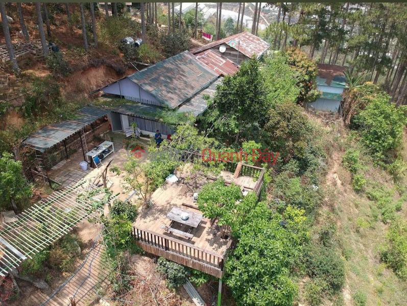 AGRICULTURAL LAND FOR LEASE WITH PINE FOREST VIEW – CAM LY WARD (WARD 5),DA LAT Vietnam, Rental | đ 16 Million/ month