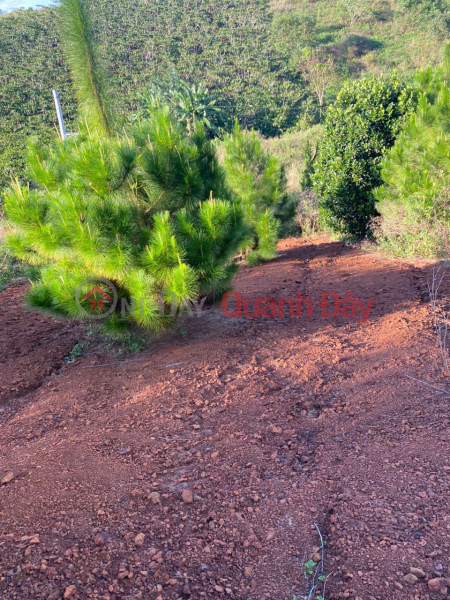 Owner Sells 500m2 of Land at Ly Thuong Kiet, Loc Phat Ward, Bao Loc City, Lam Dong Province (now Ward 1) Sales Listings