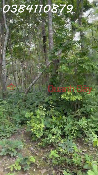 TRANSFER OF 160 HEECTS OF PROJECT LAND – HAM TAN, BINH THUAN Sales Listings