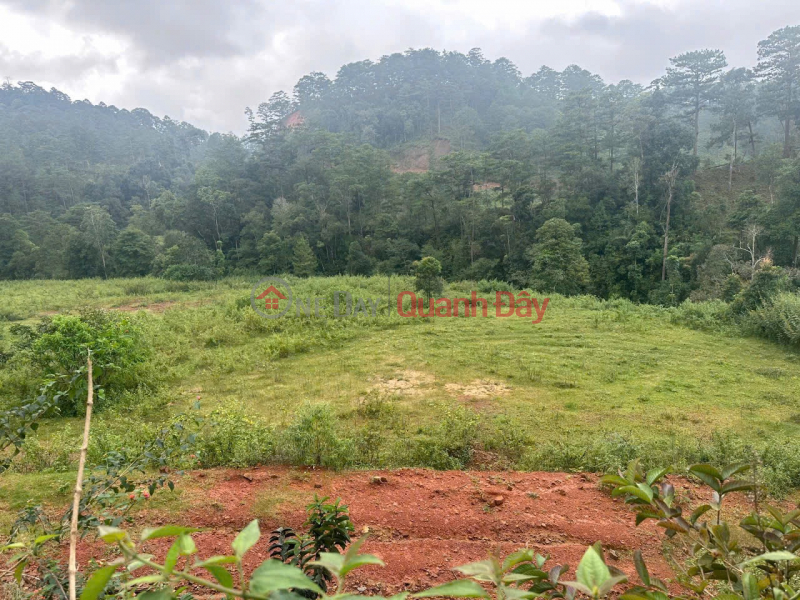 OWNER NEEDS TO SELL LAND URGENTLY IN Lat Commune - Lac Duong District - Lam Dong Province Sales Listings