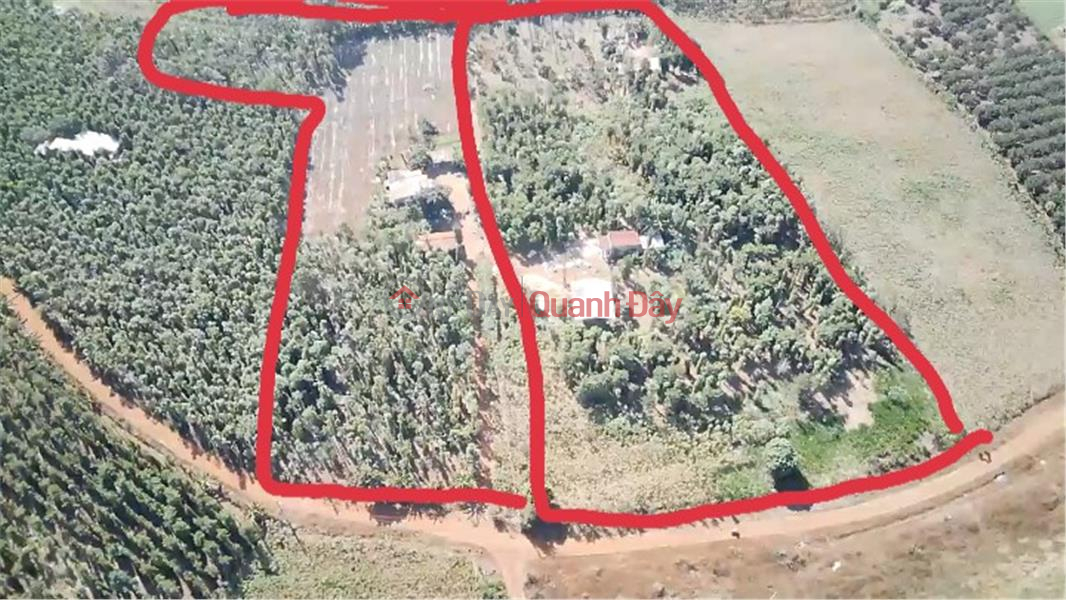đ 13 Billion, Owner Needs to Sell Land Lot with Beautiful Location in Dong Ha Commune, Duc Linh District, Binh Thuan Province