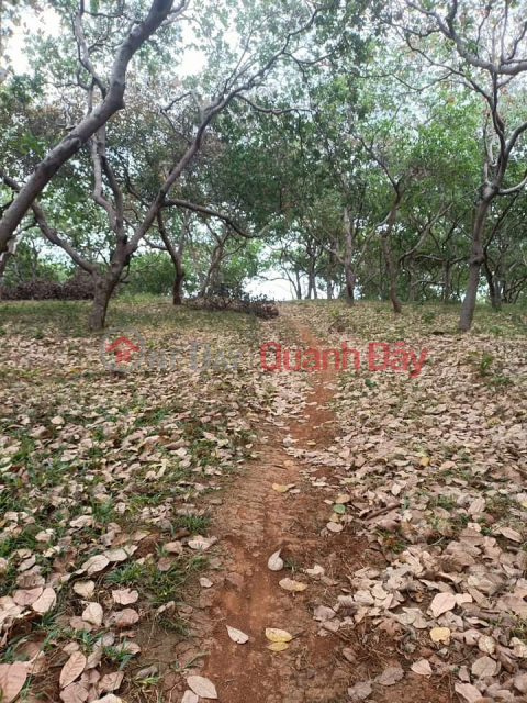 1.8 BILLION FOR 3 HA CASHEW HARVEST, DONG NAI COMMUNITY, BU DANG, BINH PHUOC _0