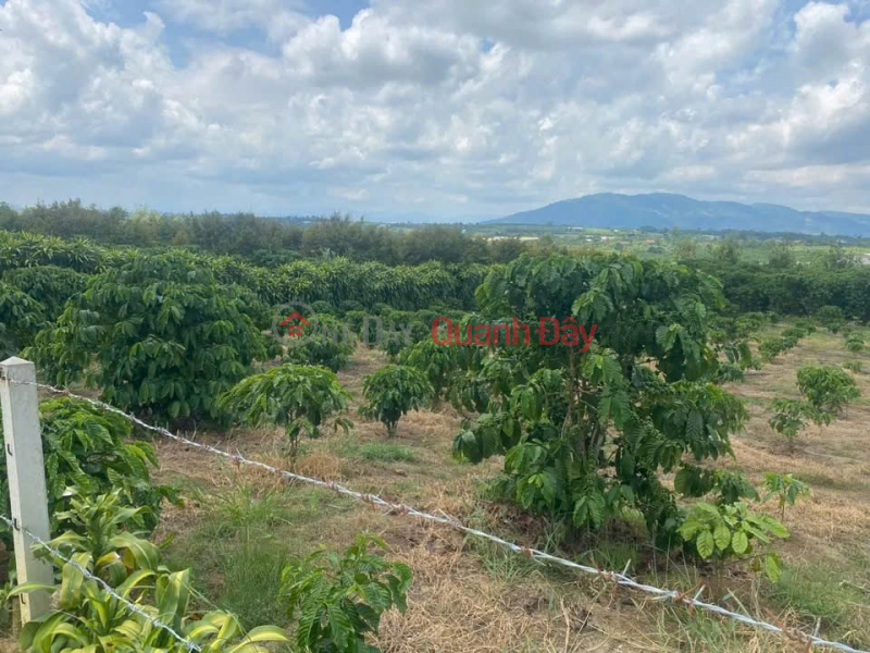 Owner urgently needs to sell this week - Plot of land with two street frontages in an alley, Ward 3, Bao Loc - Includes a house and a coffee shop. Sales Listings