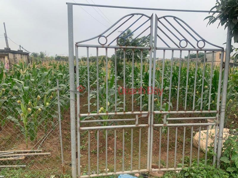 OWNER Sells Land Every Year - GOOD PRICE - In Tan Tien Commune, Van Giang District, Hung Yen Vietnam | Sales đ 1 Billion