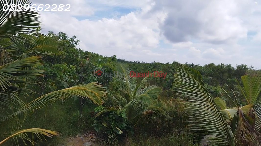 Bán Đất Vườn Mặt Tiền, Xã Hòa Long, Lai Vung, Đồng Tháp. 4.4ha, 22 Tỷ, Sổ Hồng. Niêm yết bán
