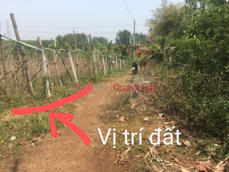 URGENT Land For Sale By Owner - Preferential Price - Beautiful Location In Song Thao Commune, Trang Bom District - Dong Nai Sales Listings