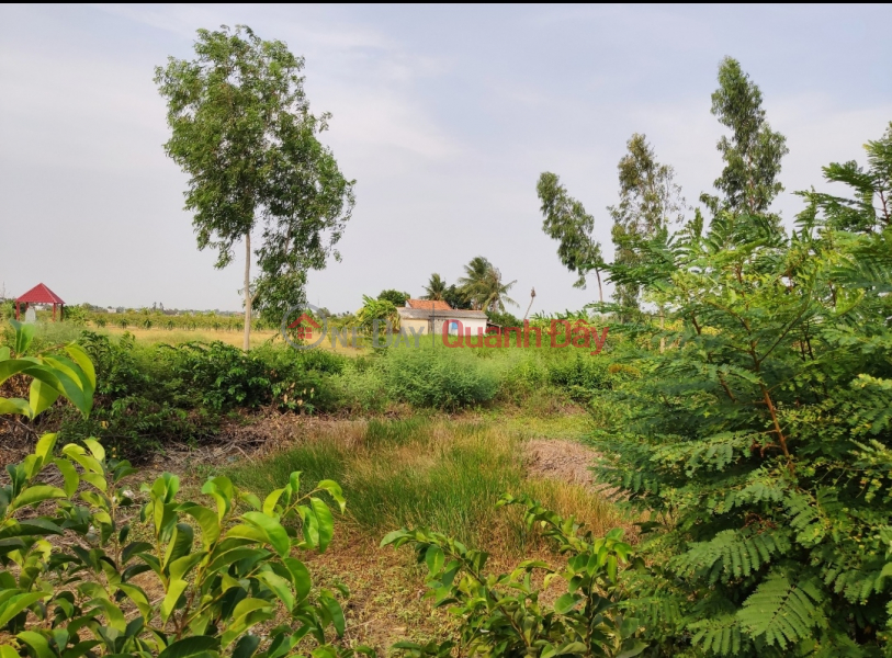 đ 550 Million | Urgent sale of perennial land plot for 550 million