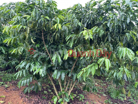 GOOD PRICE - OWNER Needs to Quickly Sell a Garden Plot Full of Coffee in Bao Lam District, Lam Dong Province _0