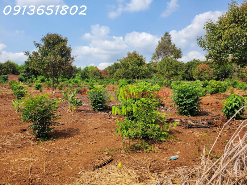 The family has urgent work and needs to sell a plot of land for growing perennial crops - an area of more than 19,593 square meters Sales Listings