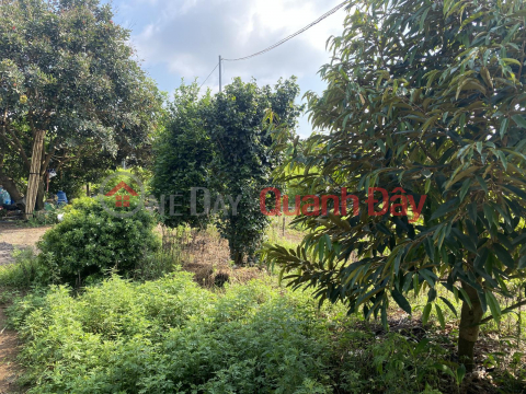 OWNER SELLING 9300M2 LAND WITH TITLE DEED, FRONTAGE ON ROAD 25 - THONG NHAT COMMUNE _0