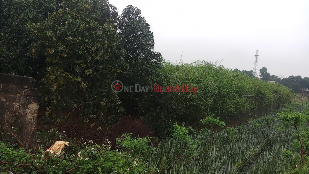 OWNER NEEDS TO SELL LAND LOT IN Dong Son - Tam Diep - Ninh Binh Sales Listings