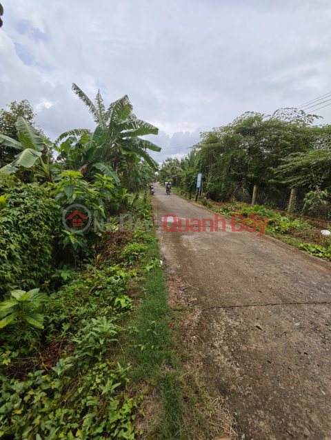 Durian Garden Income 300 Million\/Year, Red Book of Residential Land, Phong Dien _0