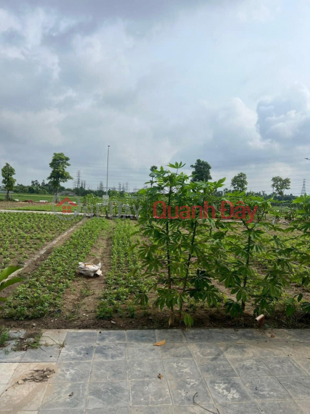 AUCTION X8 HA PHONG, LIEN HA, DONG ANH - SUPER BEAUTIFUL INFRASTRUCTURE Right near Lien Ha High School, Lien Ha Commune People's Committee Sales Listings