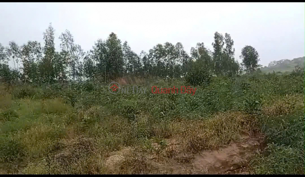 CHÍNH CHỦ CẦN BÁN NHANH GẦN 10HA ĐẤT TRỒNG CHÀM Tại LaGi, Bình Thuận - Giá Siêu Rẻ | Việt Nam | Bán | đ 8,6 tỷ