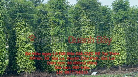 Own a 8-Ha plot of land at an EXTREMELY CHEAP PRICE in APren Village, Ia Le Commune, Chu Puh District, Gia Lai _0