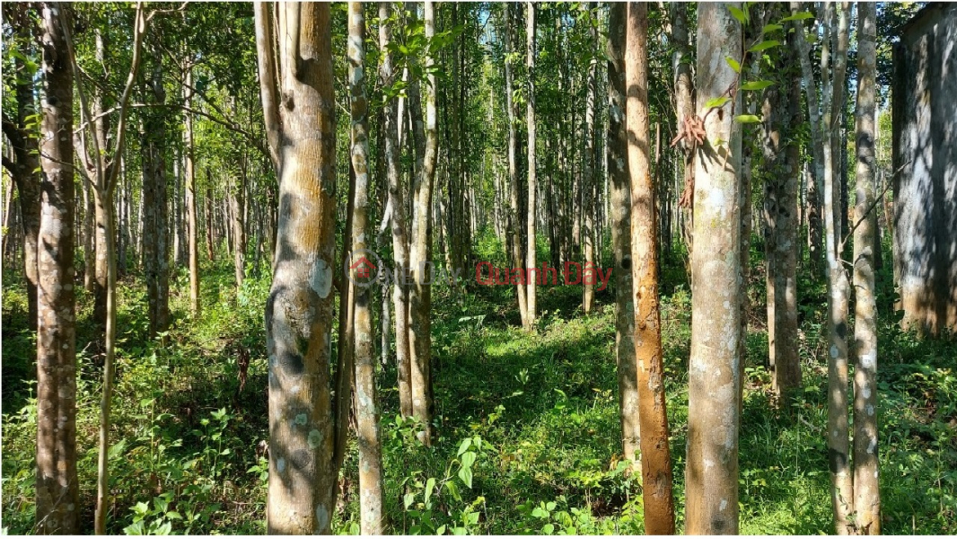 ►Tam Ky An Phu land 5215m2, has 400m2 of urban residential land, good location, investment price Sales Listings