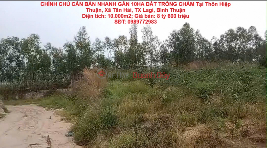 CHÍNH CHỦ CẦN BÁN NHANH GẦN 10HA ĐẤT TRỒNG CHÀM Tại LaGi, Bình Thuận - Giá Siêu Rẻ Niêm yết bán
