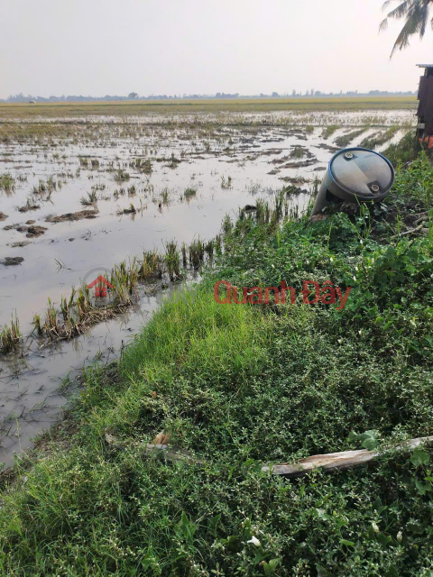 OWNER Needs to Sell 63 Cong of Rice Field in Kien Hao Hamlet, Binh Thanh Commune, Thoai Son, An Giang _0