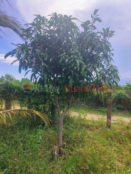 BEAUTIFUL COCONUT GARDEN LAND – GOOD PRICE – OWNER NEEDS TO SELL IN BAC BINH TOWN, BAC BINH DISTRICT, BINH THUAN PROVINCE Vietnam, Sales đ 2 Billion