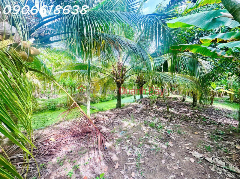 đ 5,9 tỷ | Bán đất CLN 3834m2 ở Ấp Miễu Hội, Xã Thạnh Phú, Châu Thành, Tiền Giang, 5,9 tỷ