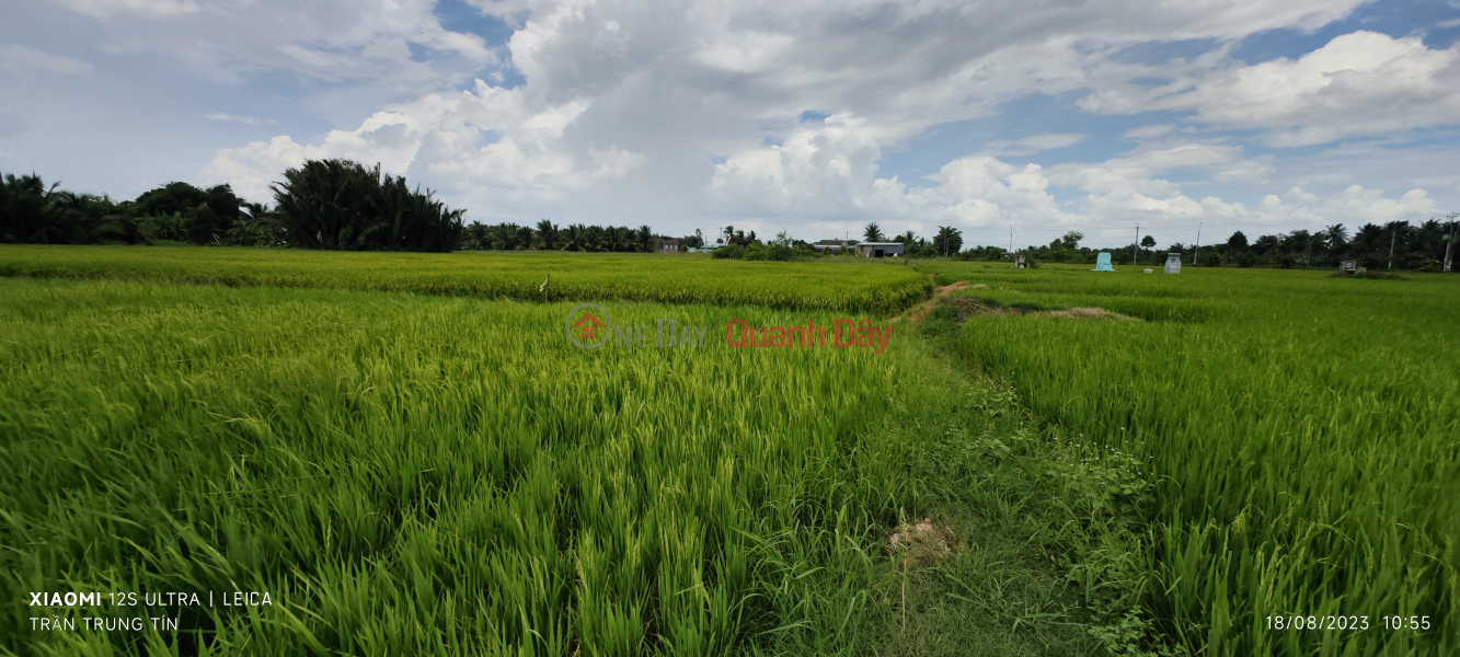 ₫ 1.2 Billion | Urgent sale of rice land in Nhut Ninh commune for 1.2 billion