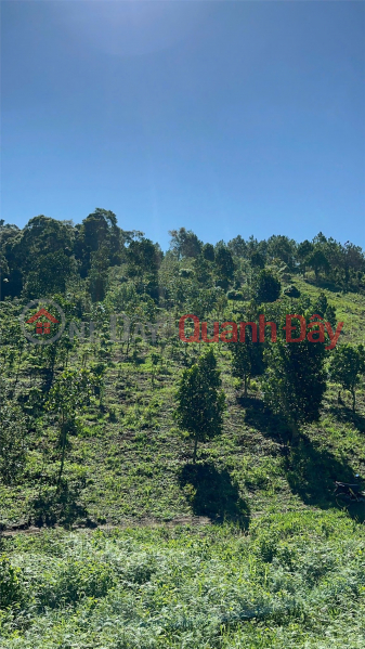 Property Search Vietnam | OneDay | Nhà ở | Niêm yết bán, HOT HOT – CẦN BÁN GẤP ĐẤT VƯỜN TẠI xã Tà Nung, TP. Đà Lạt, tỉnh Lâm Đồng