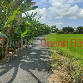 QUICK SALE OF 31 FIELD LAND - BEAUTIFUL LOCATION In Thanh Loi Commune, Thap Muoi, Dong Thap _0