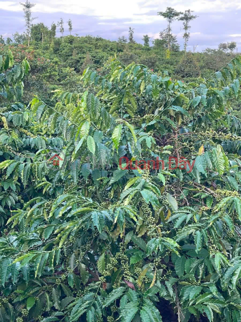 ĐẤT CHÍNH CHỦ - GIÁ TỐT Địa Chỉ Thôn Thanh Thái, Xã Nâm Nung, Huyện Krông Nô, Đắk Nông _0