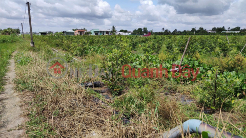 Beautiful Land - Good Price - Owner Needs to Sell a Lot of Land in a Good Location in Thanh Duc Commune, Ben Luc, Long An _0