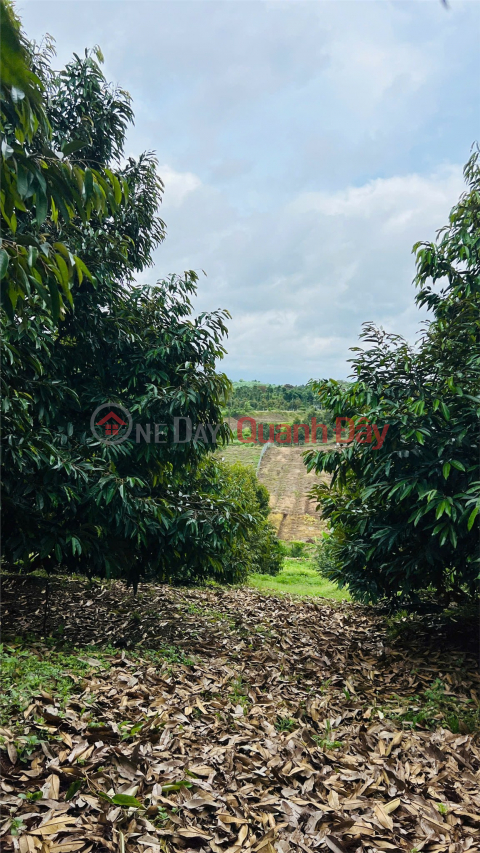 BEAUTIFUL LAND - INVESTMENT PRICE - QUICK SALE OF LAND IN Long Khanh Town, Dong Nai _0