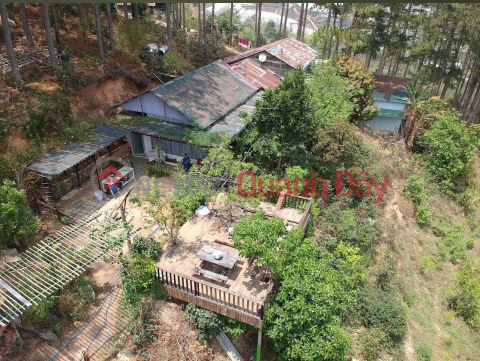 CHO THUÊ ĐẤT NÔNG NGHIỆP VIEW RỪNG THÔNG – P. CAM LY (P.5),ĐÀ LẠT _0