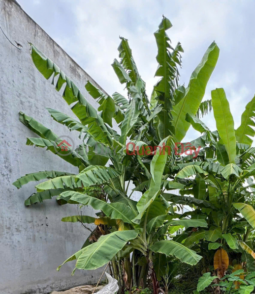 Đất Tràng Duệ, Lê Lợi - Gần đường nhựa, sát 2 KCN, giá chỉ 1,25 tỷ - Tiềm năng tăng giá, Việt Nam Bán | đ 1,25 tỷ