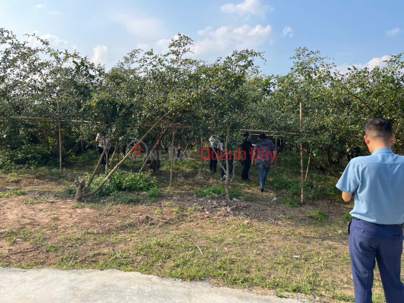 ĐẤT NỀN CHŨ BẮC NINH GIÁ 480 TRIỆU 400M2 ĐƯỜNG THUẬN TIỆN Nguyễn Hùng BĐS - 0989333012 Niêm yết bán