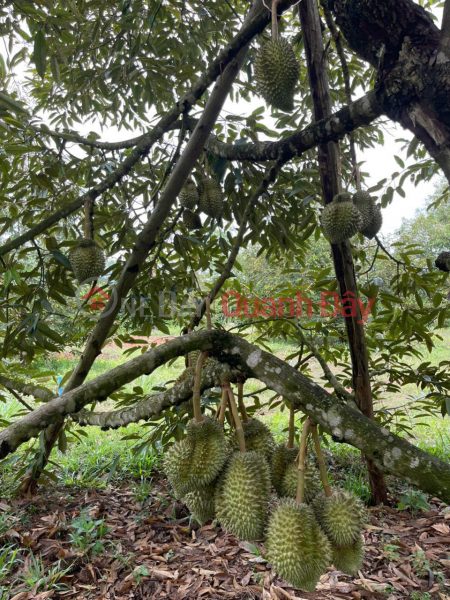 Fruit orchard for sale, over 10,000m2, Hanh Nhan, Nghia Hanh, Quang Ngai, at a good price. | Vietnam | Sales | đ 1.7 Billion