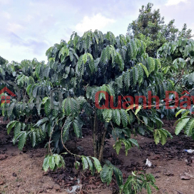 ĐẤT ĐẸP –GIÁ ĐẦU TƯ –CHÍNH CHỦ CẦN BÁN LÔ ĐẤT TẠI thôn Phúc Hợp - Phúc Thọ - Lâm Hà - Lâm Đồng _0