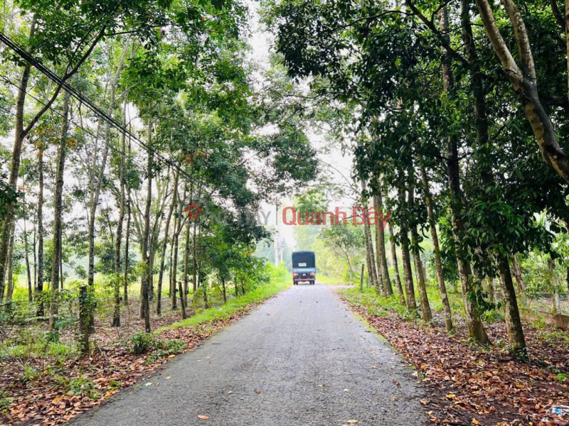 Cần bán gấp đất tại mặt đường nhựa Phạm Thị Quới (LG 12m),Phú Mỹ Hưng; Củ Chi, Hồ Chí Minh. Niêm yết bán