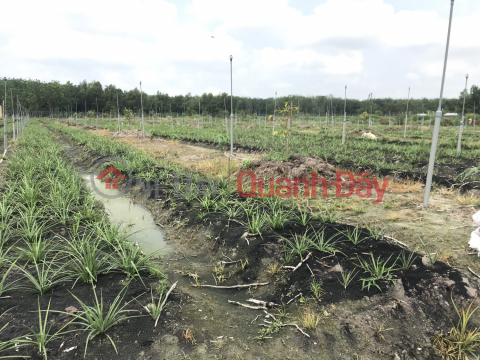 For sale by owner 1hectare available farm 1200m2 Tho Cu Near Phuoc Dong Industrial Park, Trang Bang Tay Ninh _0