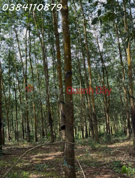 BEAUTIFUL LAND IN TAN LOI – DONG PHU, 2 HA OF RUBBER – ONLY 3 BILLION Sales Listings