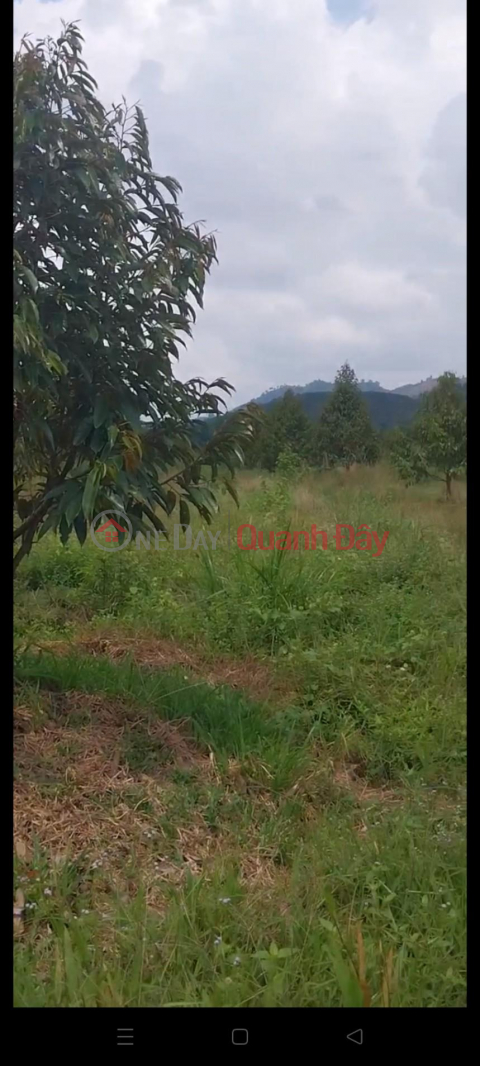 BEAUTIFUL LAND - EXTREMELY SHOCKING PRICE - OWNER NEEDS TO SELL 3 LOT OF LAND in Cat Tien, Lam Dong _0