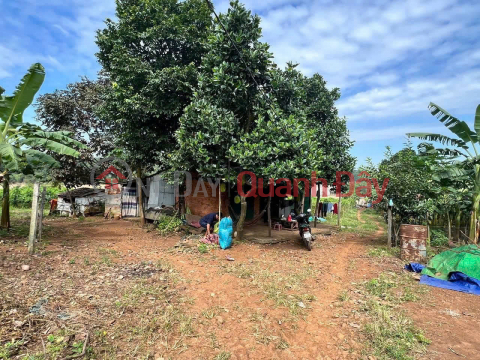 Owner emigrating needs to sell quickly: 7,000m2 land for 1.2 billion VND - bordering the Srêpốk River, Buôn Ma Thuột, Đắk Lắk province. _0